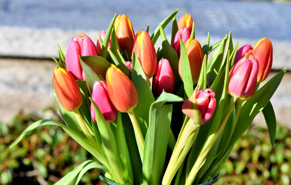 Bloom spring flowers flower