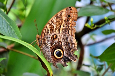 Insect wing large butterfly photo