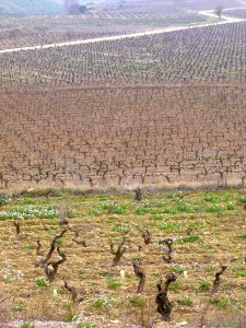 Elciego - viñedos 01