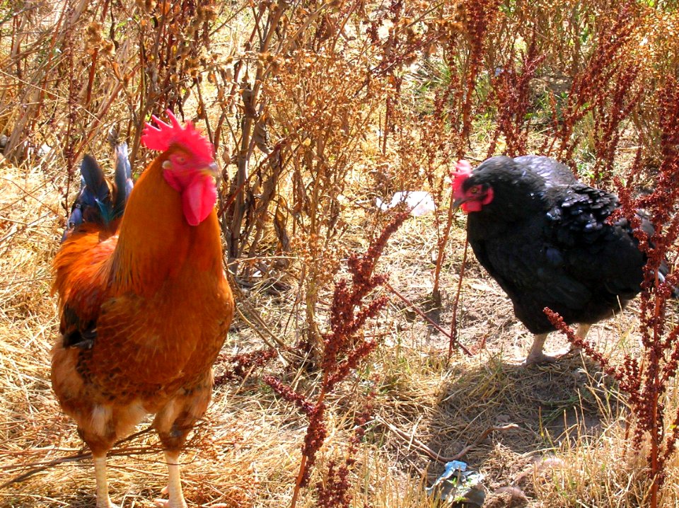 Pradanos del Tozo 29
