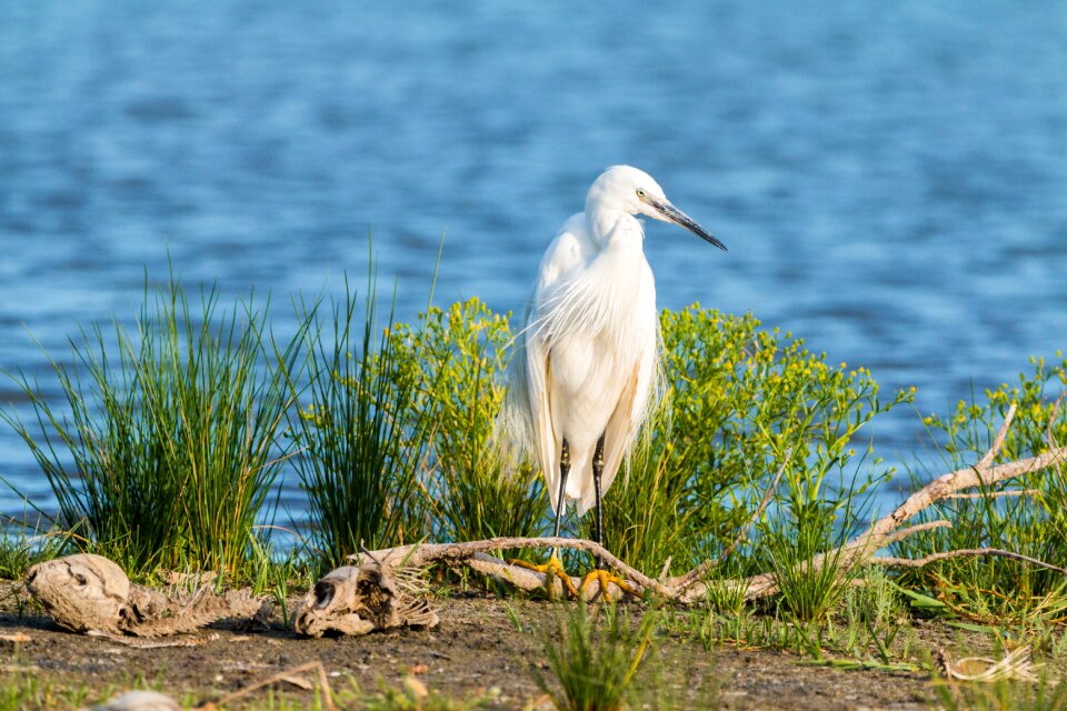 White eastern heron