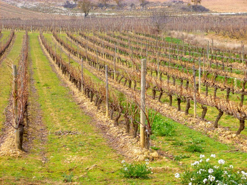 Elciego - viñedos 02
