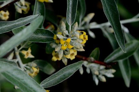 Elaeagnus angustifolia Anthese