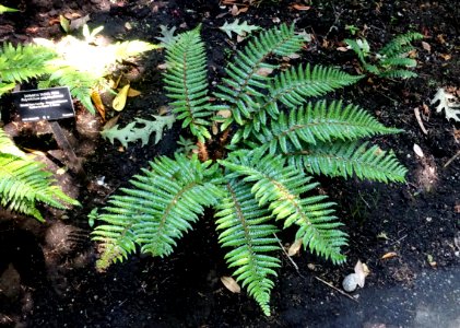 Polystichum polyblepharum - VanDusen Botanical Garden - Vancouver, BC - DSC06781 photo