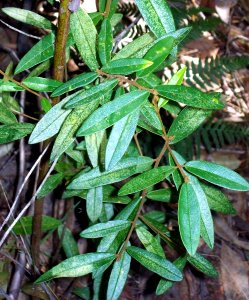 Pomaderris ferruginea DY