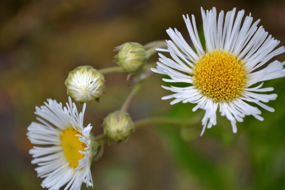 Nature plant green