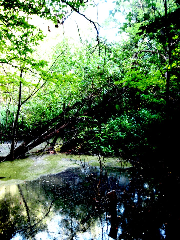 Pond in Comana Forest, Giurgiu
