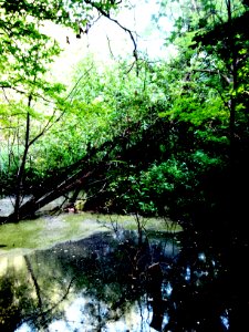 Pond in Comana Forest, Giurgiu