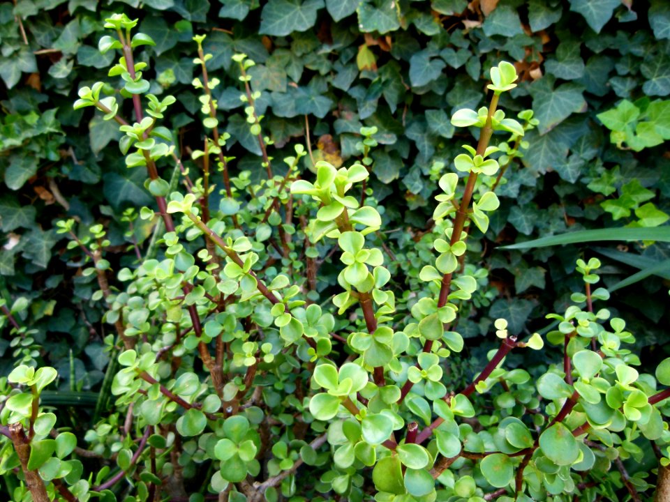 Portulacaria afra serres du Luxembourg