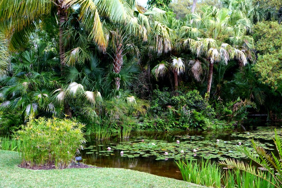 Pond - McKee Botanical Garden - Vero Beach, Florida - DSC02985