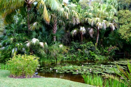 Pond - McKee Botanical Garden - Vero Beach, Florida - DSC02985