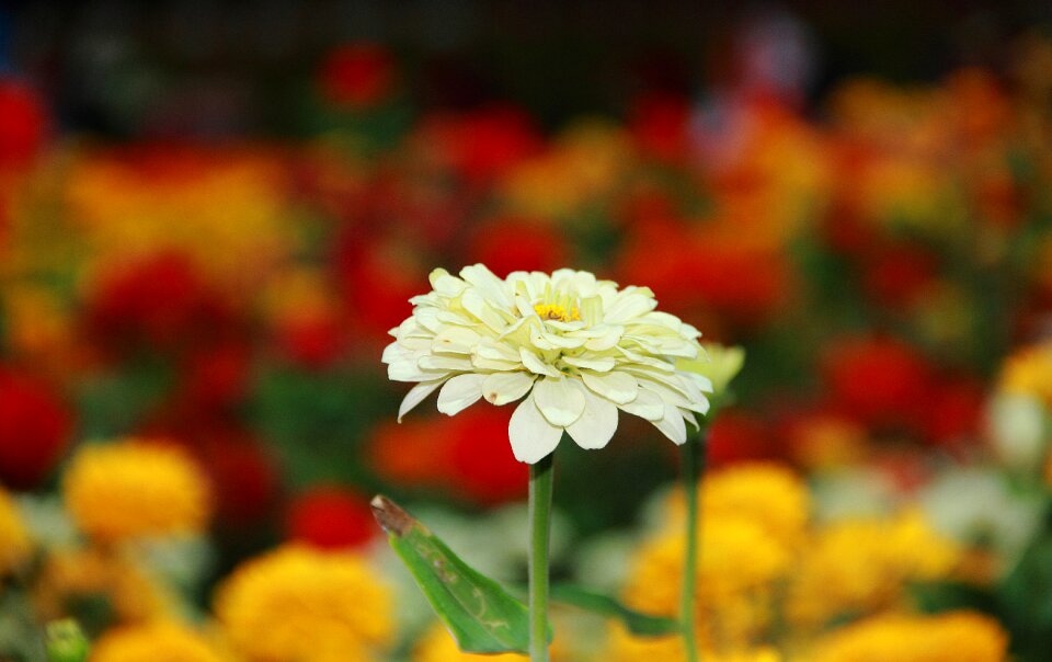 Nature floral color