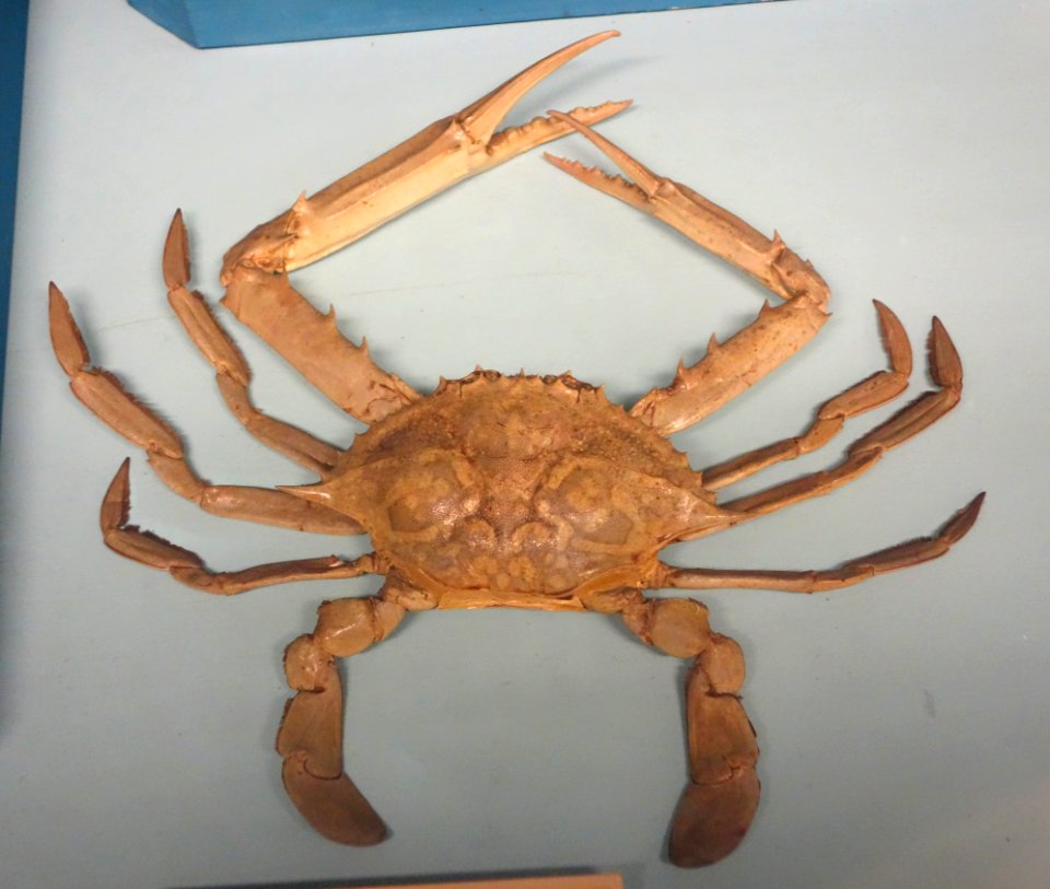 Portunus pelagicus - Museo Civico di Storia Naturale Giacomo Doria - Genoa, Italy - DSC03239