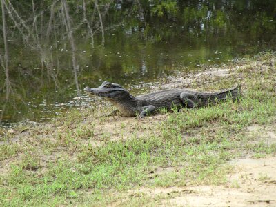 Swamp animal wild