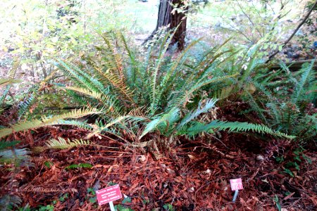 Polystichum munitum - Regional Parks Botanic Garden, Berkeley, CA - DSC04443