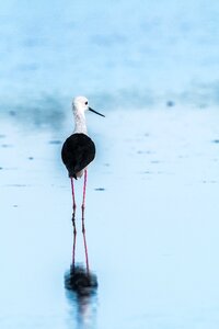 Avocet bird watt bird