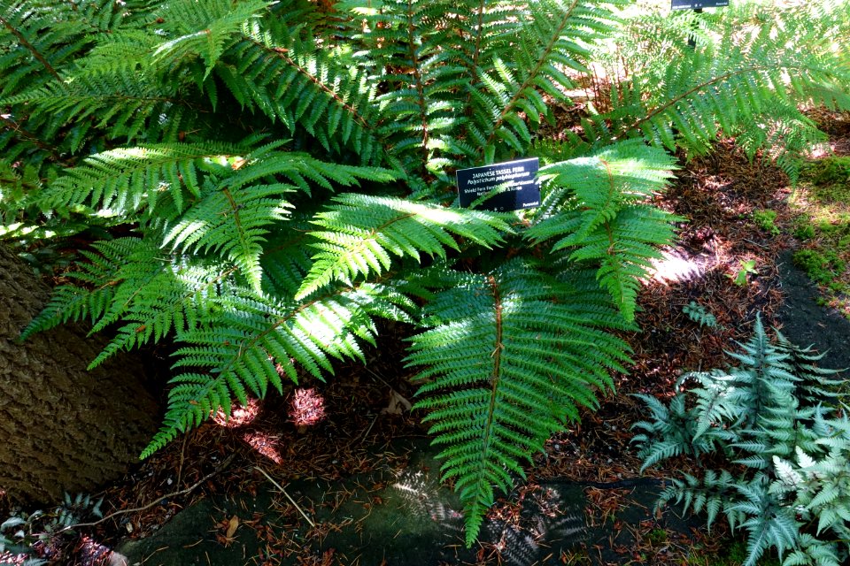 Polystichum polyblepharum - VanDusen Botanical Garden - Vancouver, BC - DSC07106