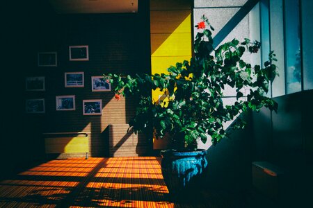 Interior plants house photo