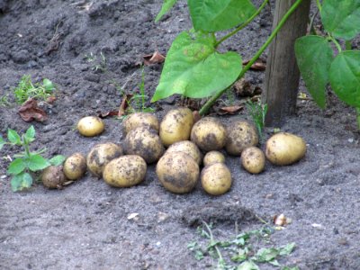 Pommes de terre dans le jardin photo