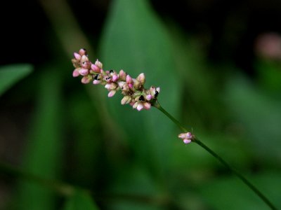 Polygonum cespitosum, 2015-07-19, Beechview, 01