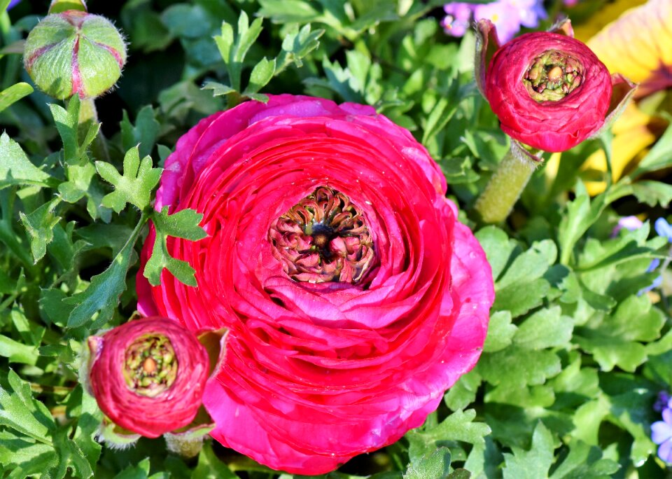Bloom schnittblume petals