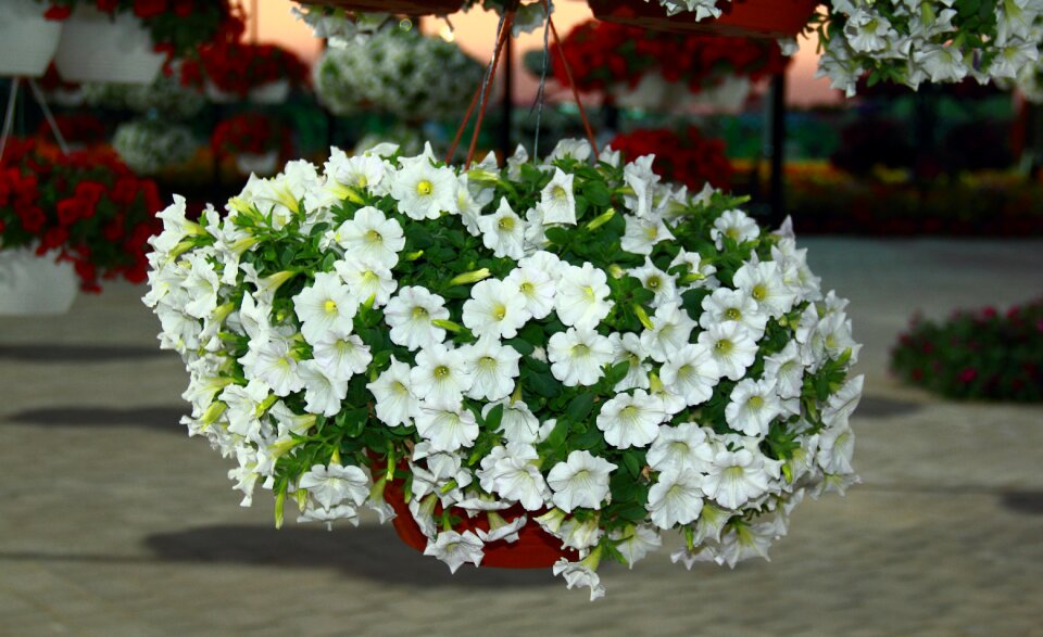 Garden green natural