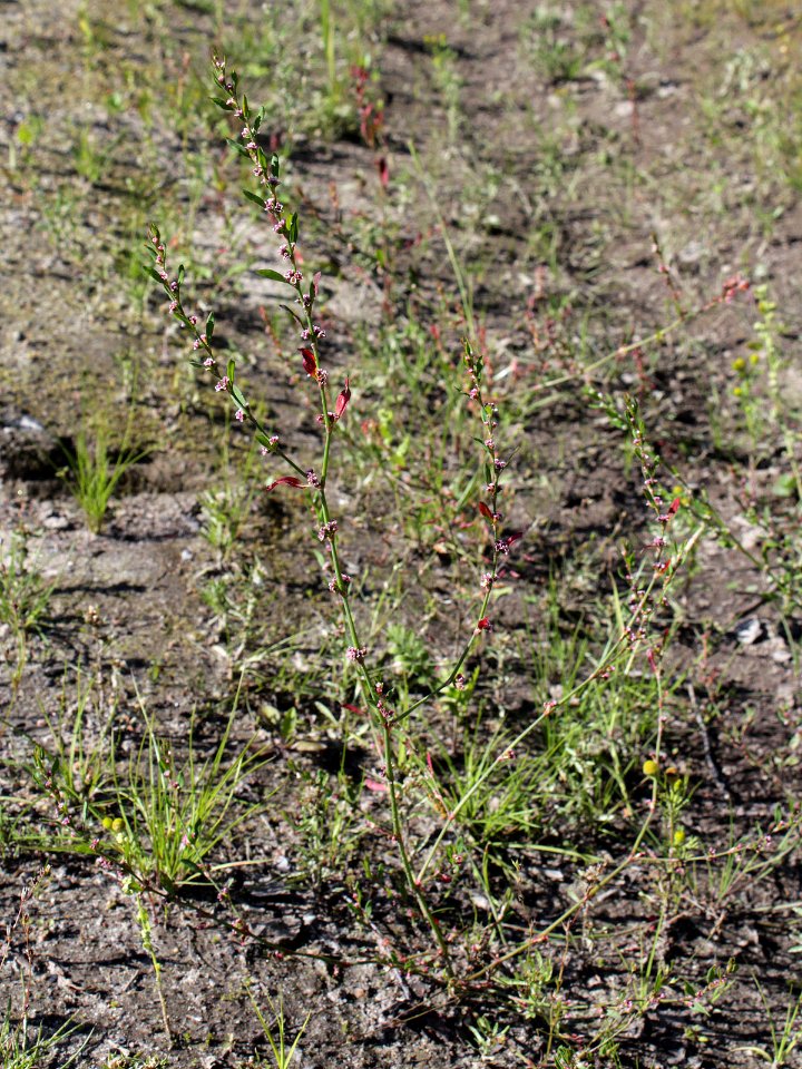 Polygonum aviculare ssp. neglectum Oulu, Finland 25.07.2013
