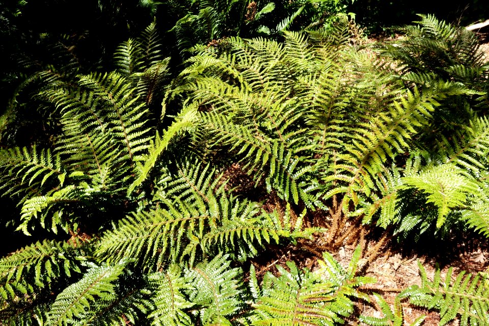 Polystichum polyblepharum - UBC Botanical Garden - Vancouver, Canada - DSC07704