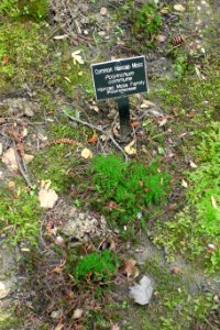 Polytrichum commune - Jenkins Arboretum - DSC00647