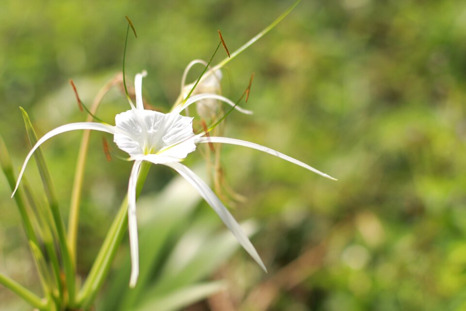White flowers flower blurred background