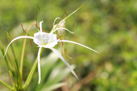 White flowers flower blurred background