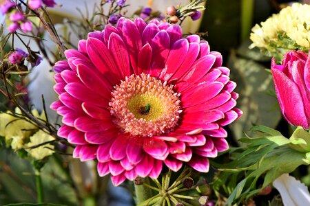 Flower plant blossom photo