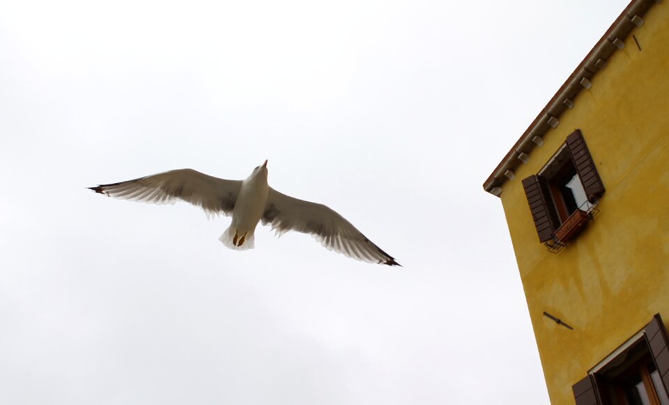Italy bird sky