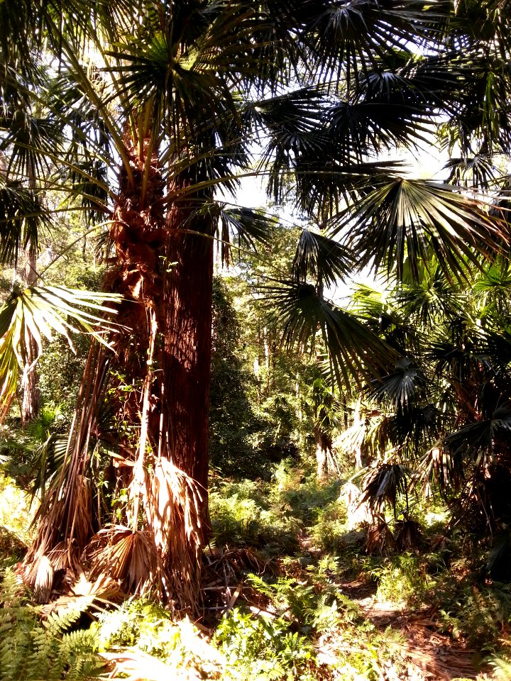 Rainforest at the start of the Kalianna Ridge Track, Budawang National Park 011