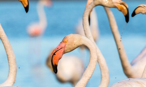 Wild pink water bird
