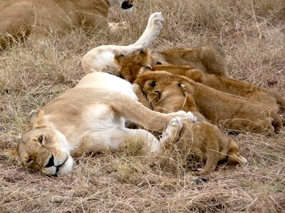 Lion cub predator africa