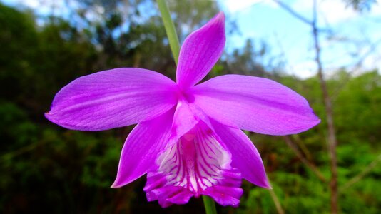 Purple purple orchids garden photo