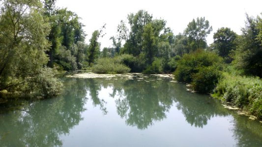 Réserve naturelle du Rohrschollen (Strasbourg) 4