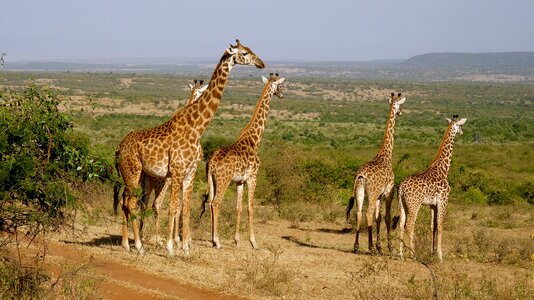 National park animal world safari