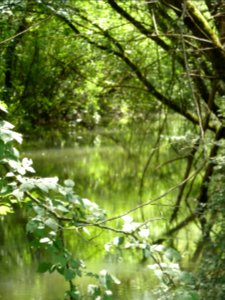 Réserve naturelle du Rohrschollen (Strasbourg) 2