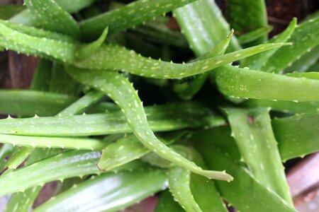 Herbal jelly nature