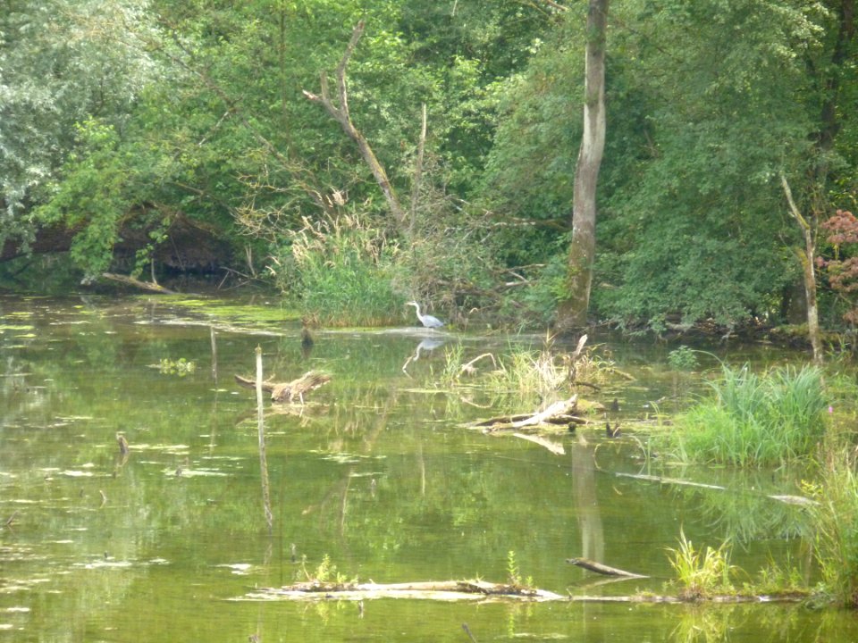 Réserve naturelle du Rohrschollen (Strasbourg) 15