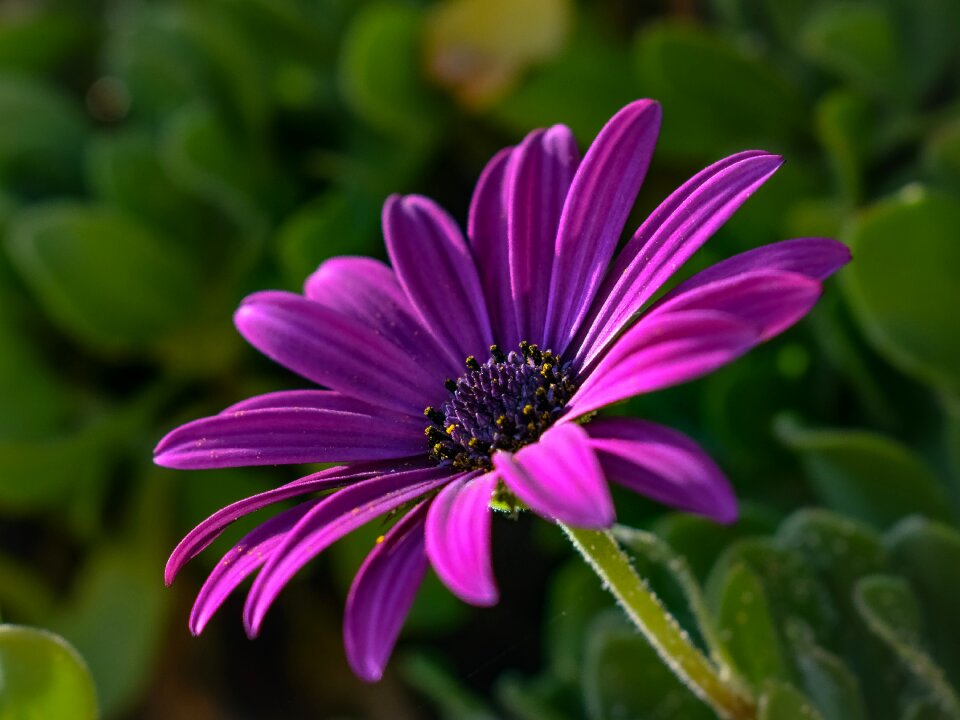 Purple nature spring