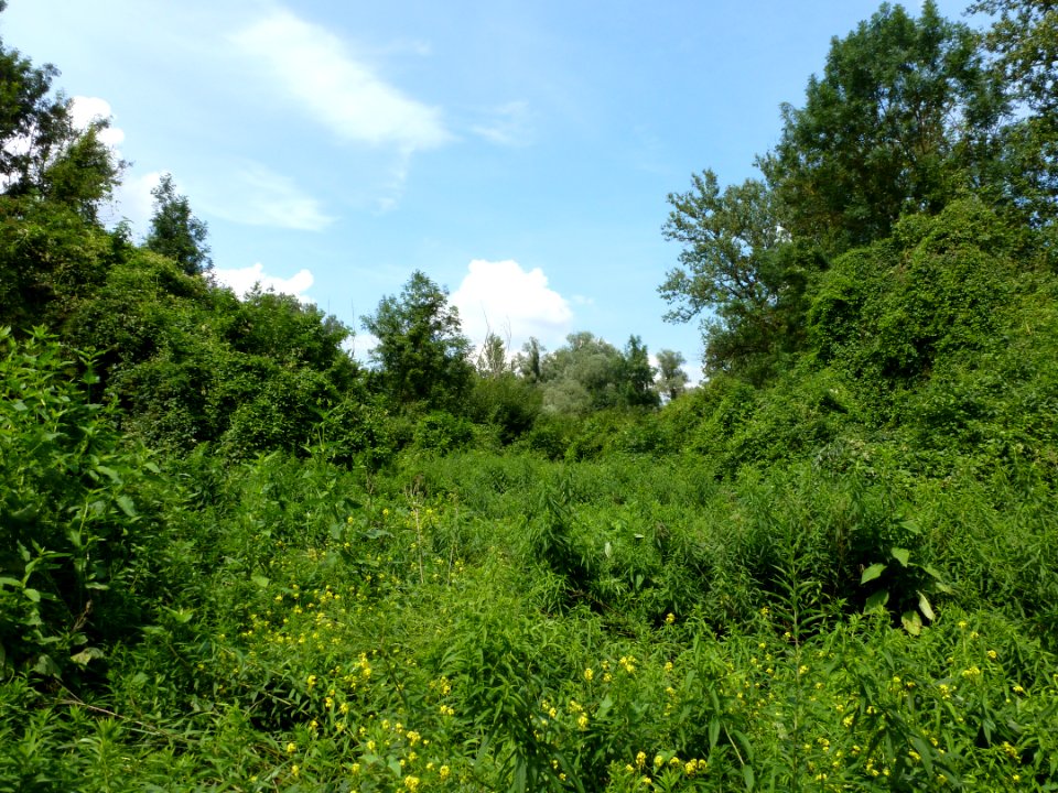 Réserve naturelle du Rohrschollen (Strasbourg) 7