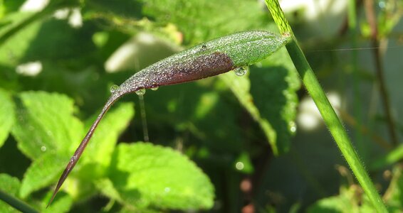 Spray drops of rain colombia photo