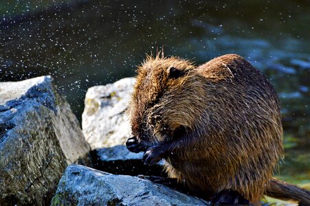 Species of rodent waters animal