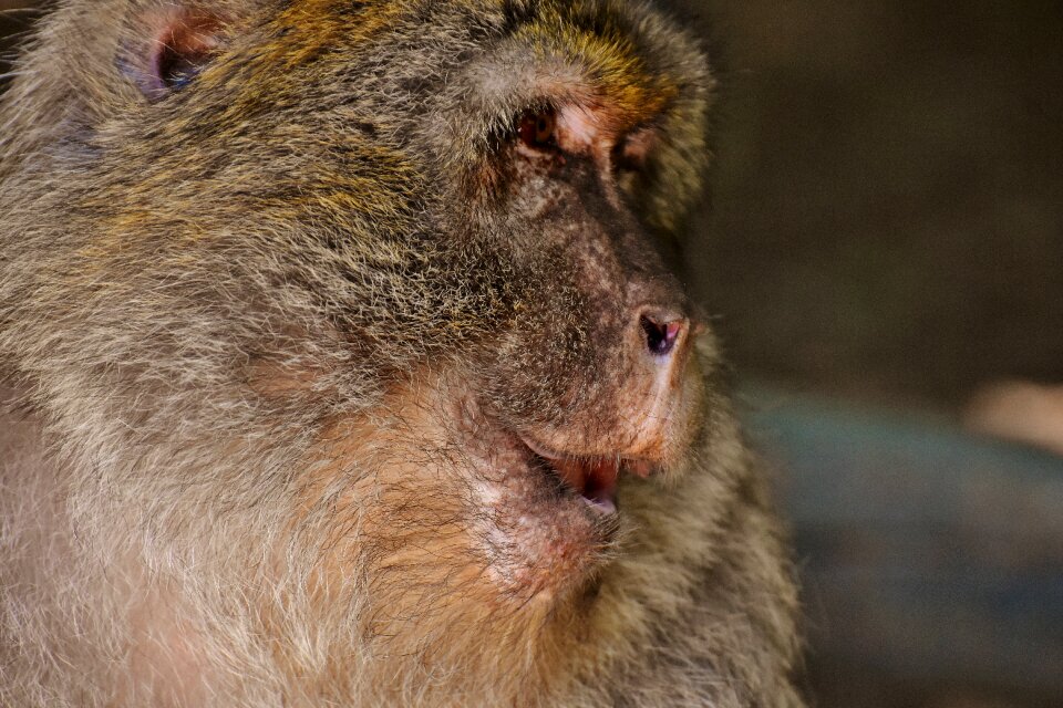 Monkey mountain salem animal wild animal