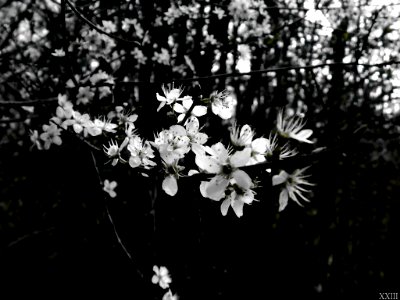 Printemps En Blanc (65105633)