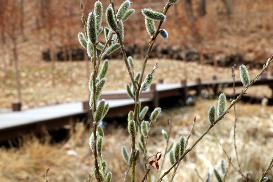 Fresh medium pussywillow vivid