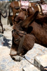 Profile donkey âne Lindos Rhodes